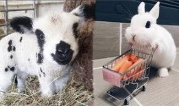 新爆料的小动物视频